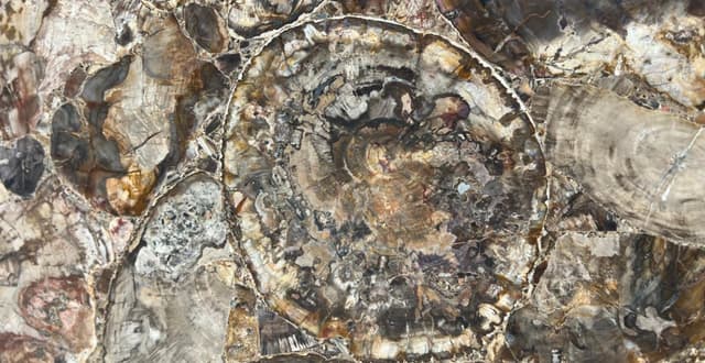 MADERA PETRIFICADA — patrón de la piedra