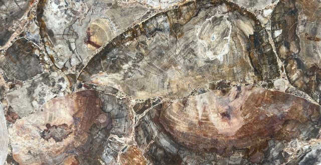 MADERA PETRIFICADA — patrón de la piedra