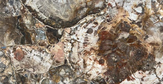 MADERA PETRIFICADA — patrón de la piedra
