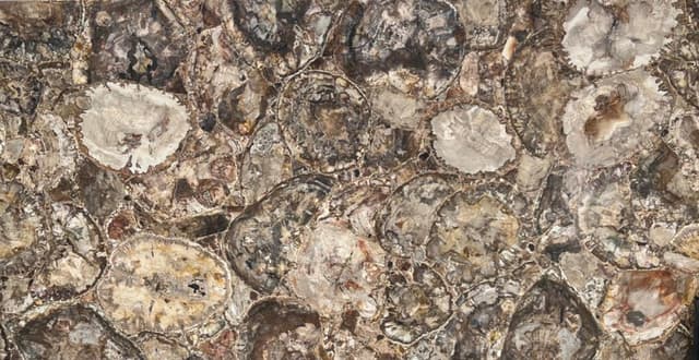 MADERA PETRIFICADA — precious stone